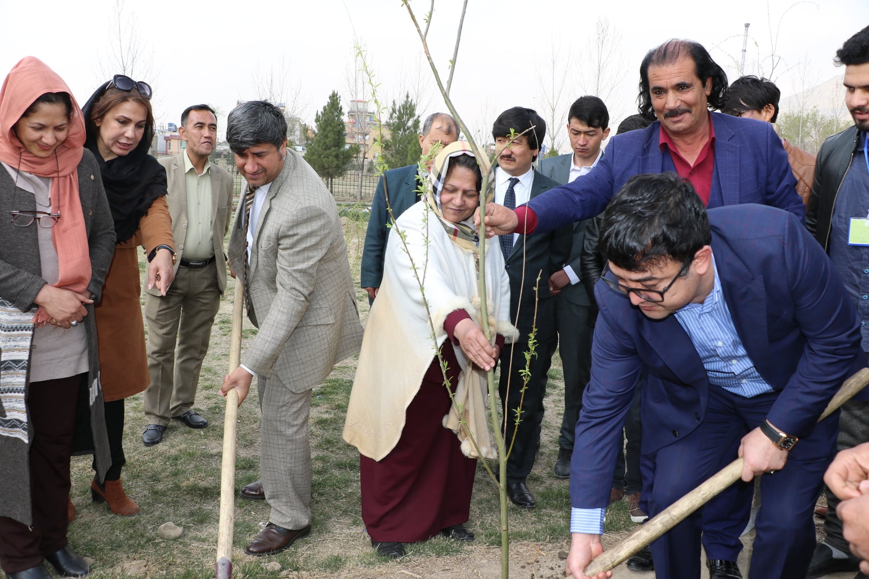 بلیب